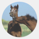 Pesquisar por potro adesivos Reprodução