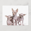 Pesquisar por porte postal pequeno Animal