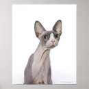 Pesquisar por gato sphynx pôsteres Felino