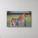 Pesquisar por potro impressão de canvas Patamar