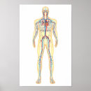 Pesquisar por sistema circulatório pôsteres Circulação