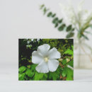 Pesquisar por flor hibiscus cartoes postais Rosa