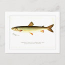 Pesquisar por peixe cartoes postais Aquarela
