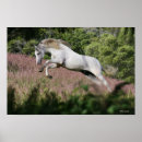 Pesquisar por cavalo galope pósteres pôsteres Equestre
