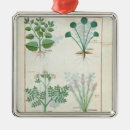Pesquisar por erval ornamentos Planta