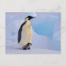 Pesquisar por arte do pinguim cartoes postais Neve
