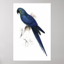 Pesquisar por edward lear pósteres pôsteres Cockatoo