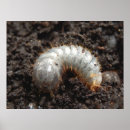 Pesquisar por larva pôsteres Besouro
