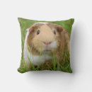 Pesquisar por cavy americano Bonito