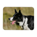 Pesquisar por cão de border collie imas Foto