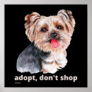Pesquisar por yorkshire terrier dog pósteres pôsteres Qualquer pessoa