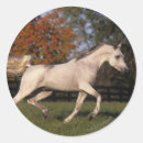 Pesquisar por cavalo árabe adesivos Bob langrish