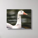 Pesquisar por ganso canadense impressão de canvas Natureza