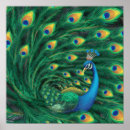 Pesquisar por azul de pavão pôsteres Pássaro