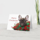 Pesquisar por french bulldog de cartoes Studio shot