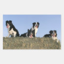 Pesquisar por collie adesivos Cachorro