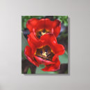Pesquisar por arte da tulipa impressão de canvas Tulipas