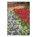 Pesquisar por desenho tulipa pósteres pôsteres Colorido