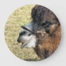 Pesquisar por camelo engraçado pôsteres Selvagem