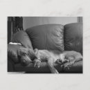 Pesquisar por caridade cartoes postais Cão