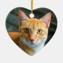 Pesquisar por cat animais estimação memoriais Retrato