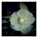 Pesquisar por flor de cerejeira branca pôsteres Elegante