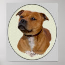 Pesquisar por staffies pósteres pôsteres Cão