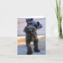 Pesquisar por schnauzer engraçado cartoes Animal