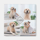 Pesquisar por cachorrinho imas Cachorrinho de estimação