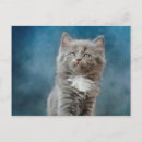 Pesquisar por animais domésticos cartoes postais Retrato