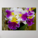 Pesquisar por orquídeas brancas pôsteres Tropicais