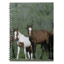 Pesquisar por cavalo do mustang cadernos de notas Prumo langrish