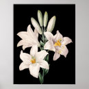 Pesquisar por lírios brancos pôsteres Preto