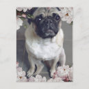 Pesquisar por pug cartoes postais Cachorro