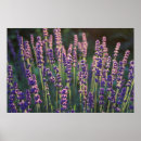 Pesquisar por fundo lavanda pôsteres Flores