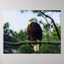 Pesquisar por águias pôsteres Árvore