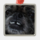 Pesquisar por do pug ornamentos Pugs