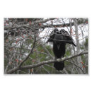 Pesquisar por anjos fotografia Natureza