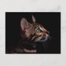 Pesquisar por gato selvagem cartoes postais Animais de companhia