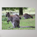 Pesquisar por wallaby Canguru