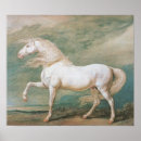 Pesquisar por white horse pôsteres Pferd