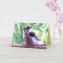 Pesquisar por amante pássaro cartoes Para eles