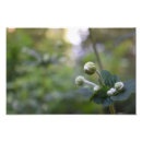 Pesquisar por flor fotografia Natureza