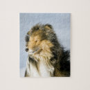 Pesquisar por sheepdog Canino