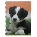 Pesquisar por border collie cadernos de notas Filhote de cachorro