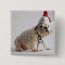 Pesquisar por canino botons Buldogue