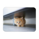 Pesquisar por cute baby imas Cat