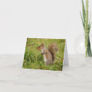 Pesquisar por funny squirrel cartoes Nature
