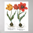 Pesquisar por tulipa vintage pôsteres Natureza
