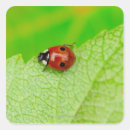 Pesquisar por joaninha na folha adesivos Natureza
